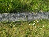 image of grave number 313067